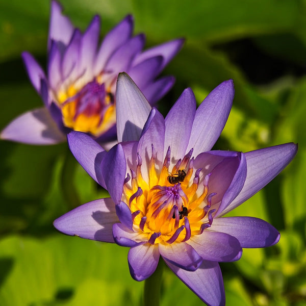 Blue Lotus Flower